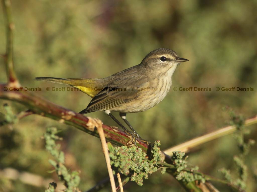 PAWA-BE_Palm-Warbler