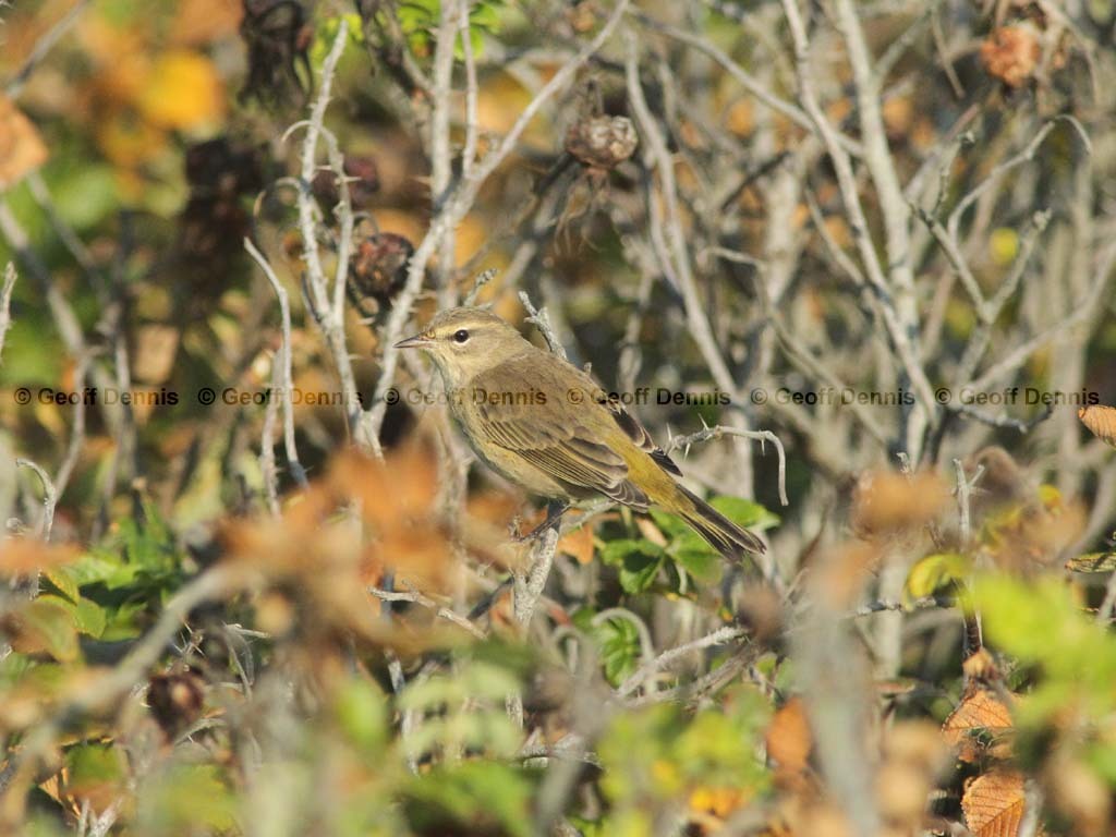 PAWA-BF_Palm-Warbler