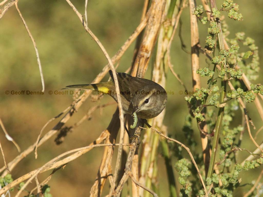 PAWA-BG_Palm-Warbler