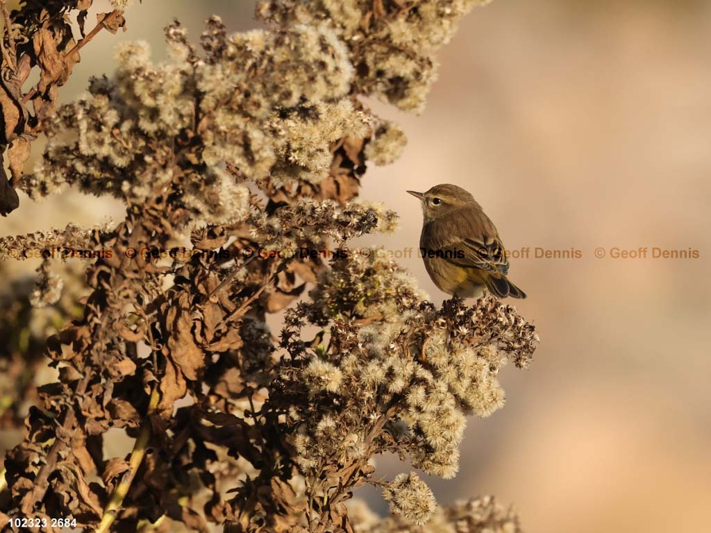 PAWA-BH_Palm-Warbler