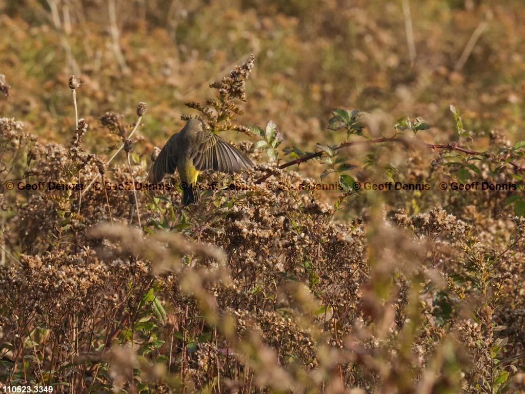 PAWA-BI_Palm-Warbler