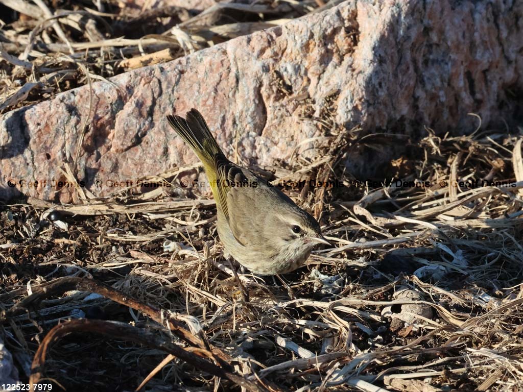 PAWA-BJ_Palm-Warbler