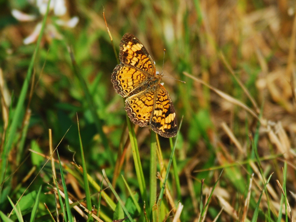 Pearl-Crescent-AA