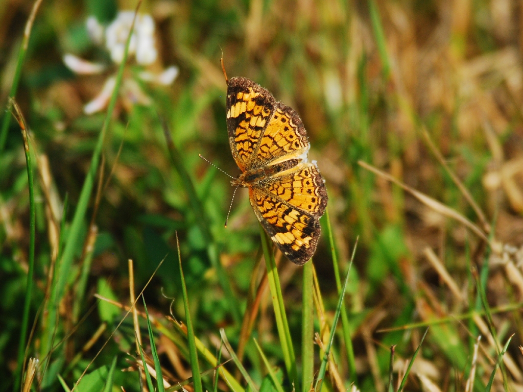 Pearl-Crescent-AB