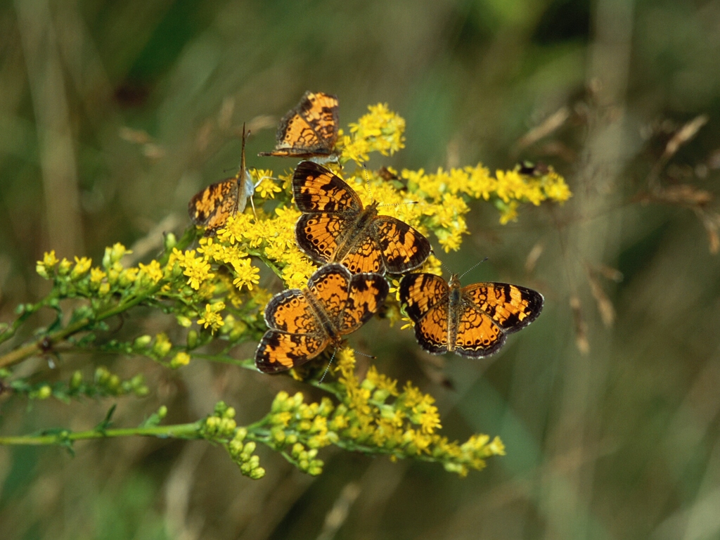 Pearl-Crescent-AC