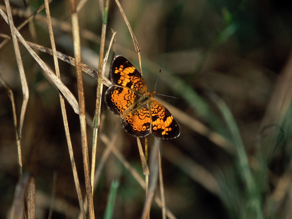 Pearl-Crescent-AD