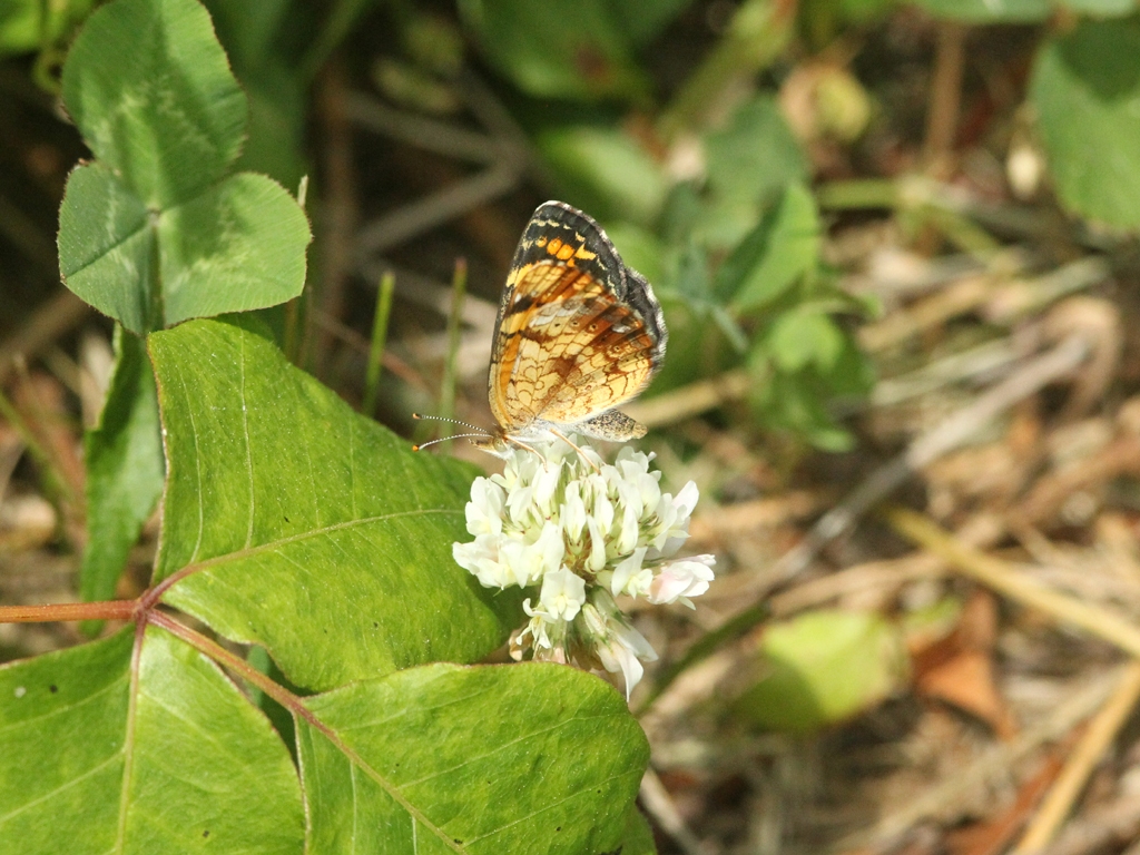 Pearl-Crescent-AE