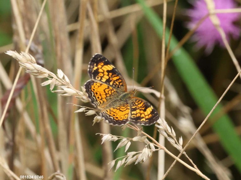 Pearl-Crescent-AF