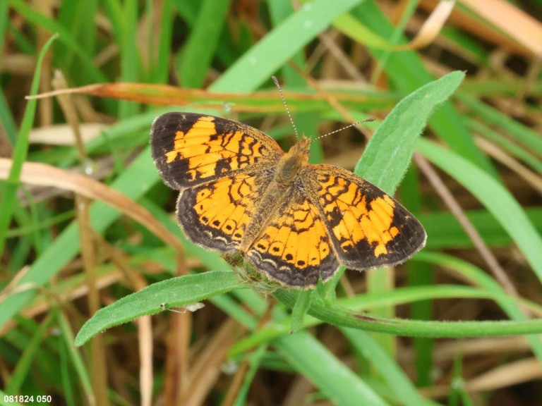 Pearl-Crescent-AG