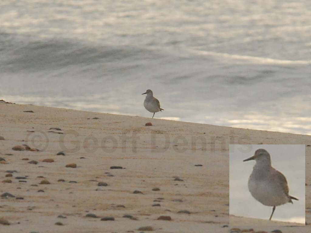PESA-AA_Pectoral_Sandpiper