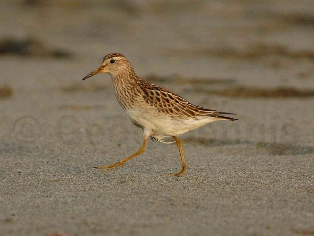 PESA-AB_Pectoral_Sandpiper