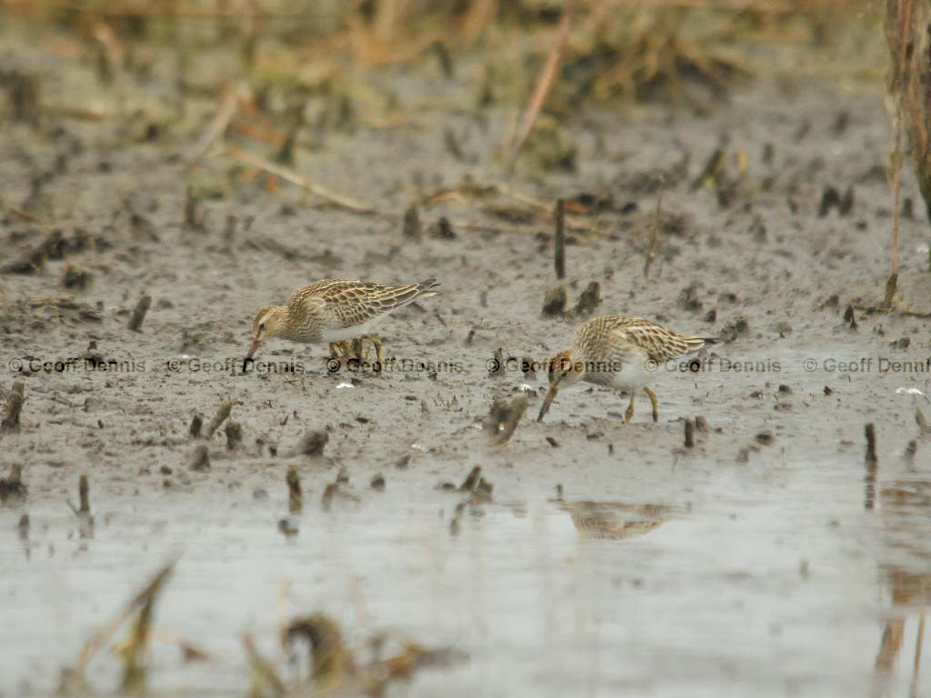 PESA-AC_Pectoral_Sandpiper