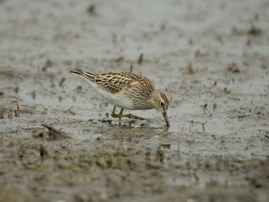 PESA-AD_Pectoral_Sandpiper
