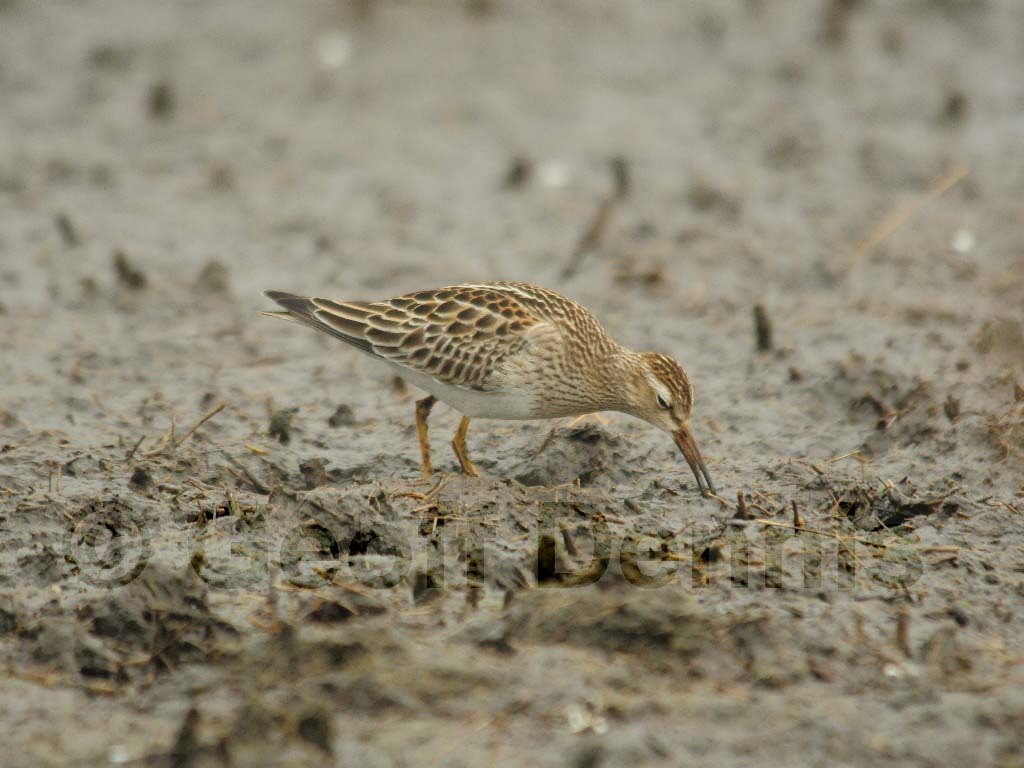 PESA-AE_Pectoral_Sandpiper