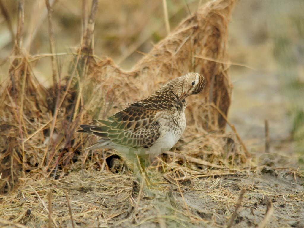 PESA-AF_Pectoral_Sandpiper
