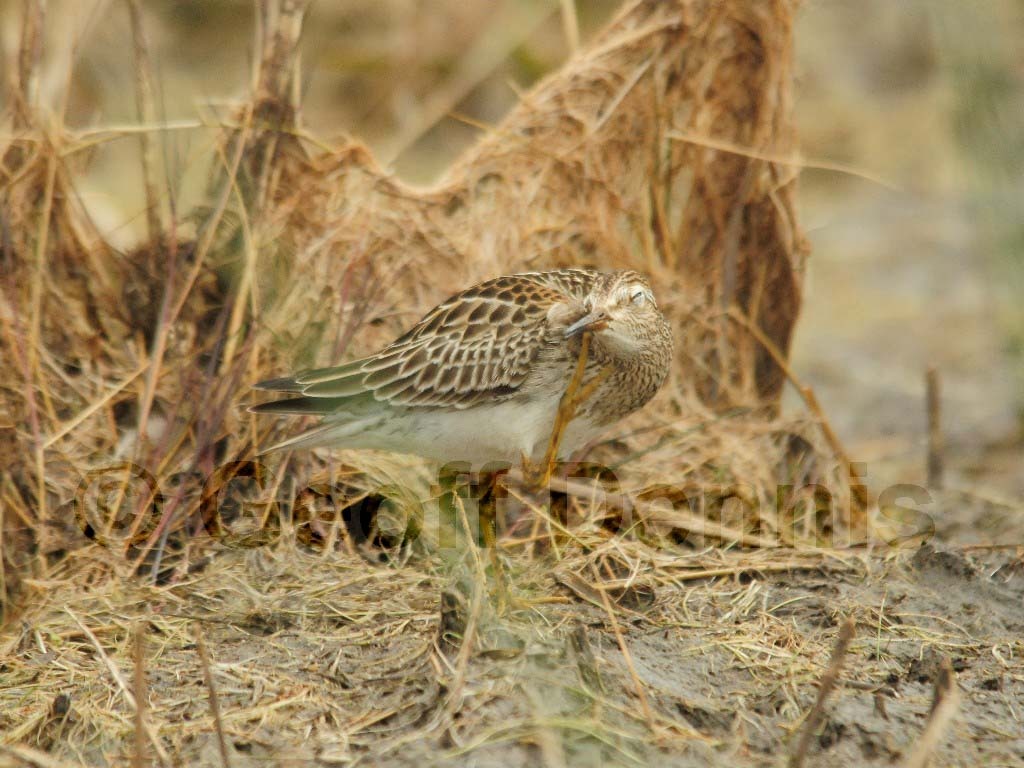 PESA-AG_Pectoral_Sandpiper