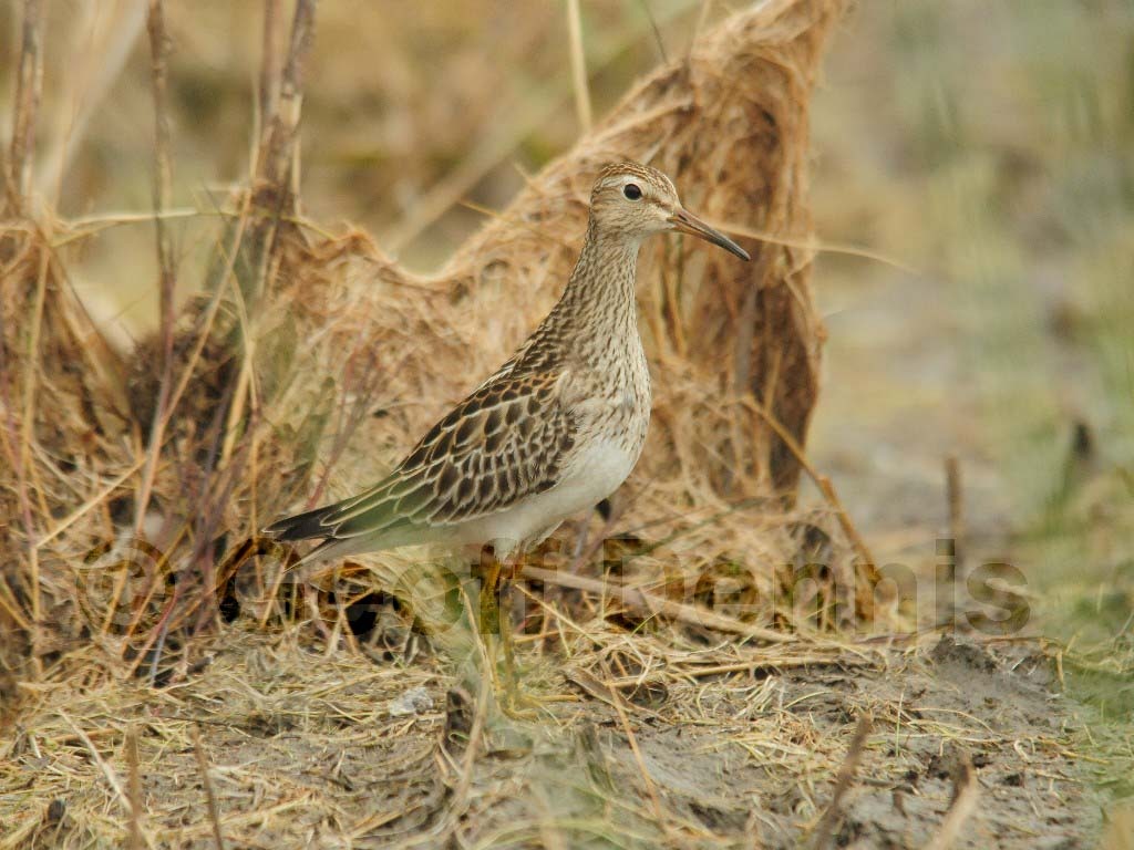 PESA-AH_Pectoral_Sandpiper