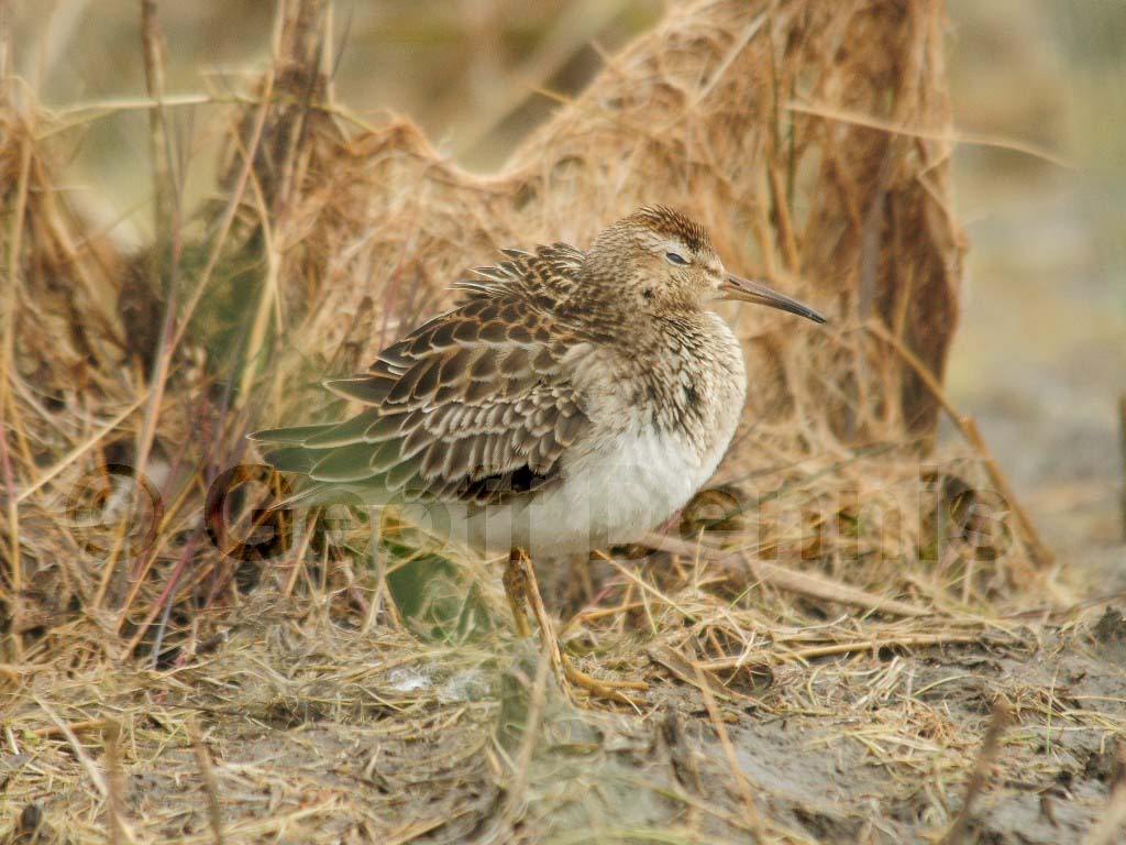 PESA-AI_Pectoral_Sandpiper