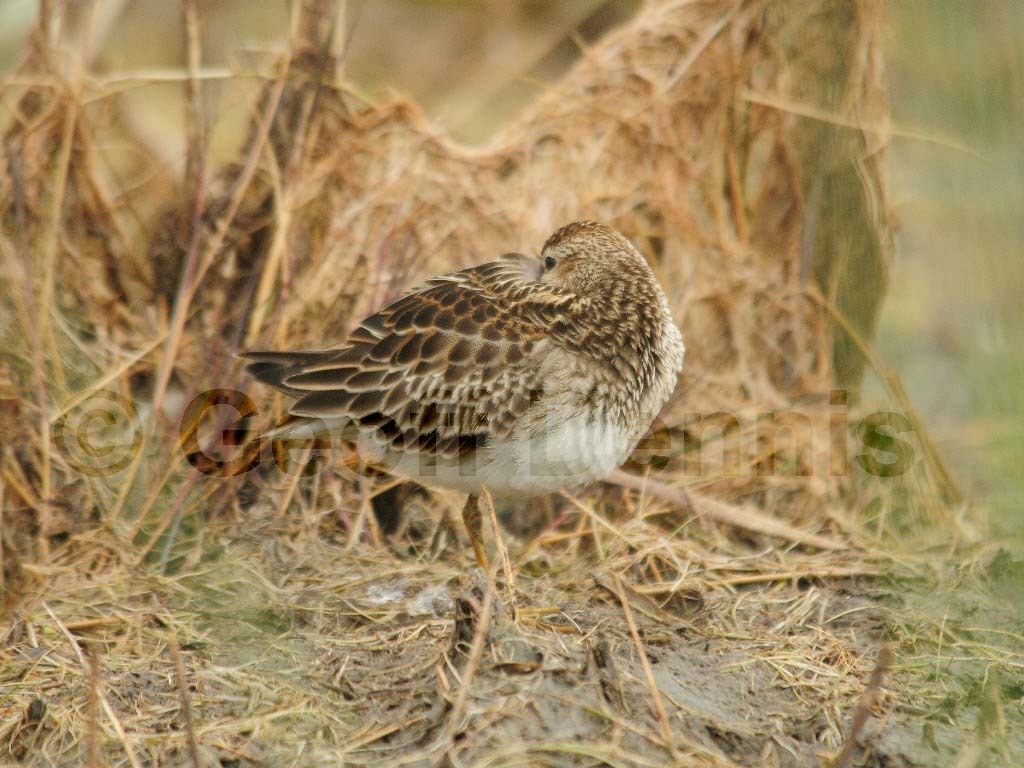 PESA-AJ_Pectoral_Sandpiper