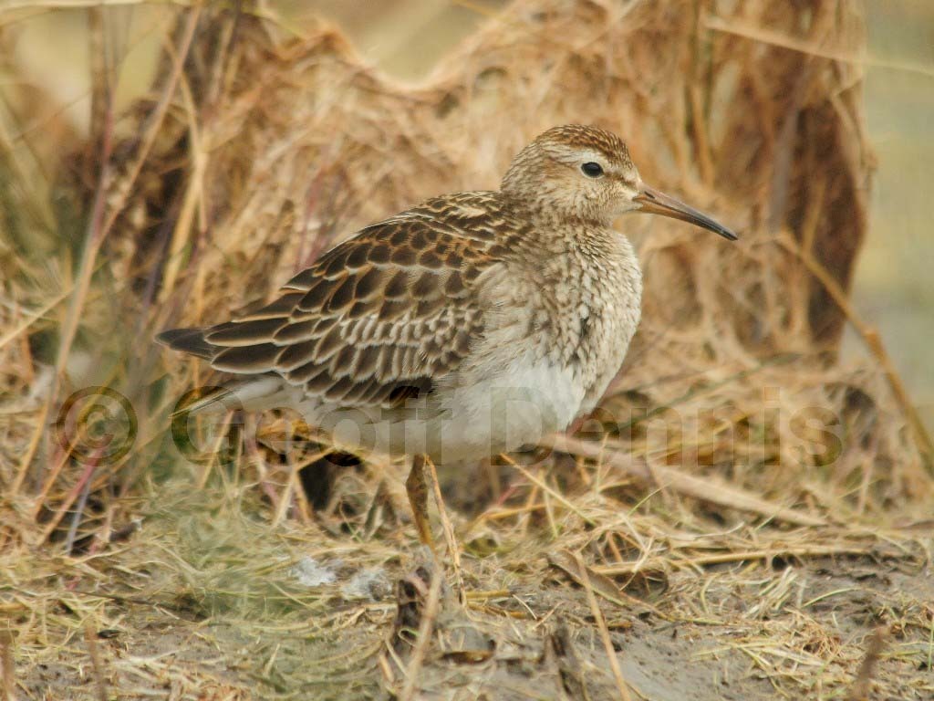 PESA-AK_Pectoral_Sandpiper