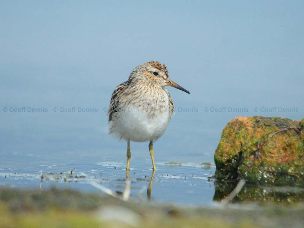 PESA-AL_Pectoral_Sandpiper