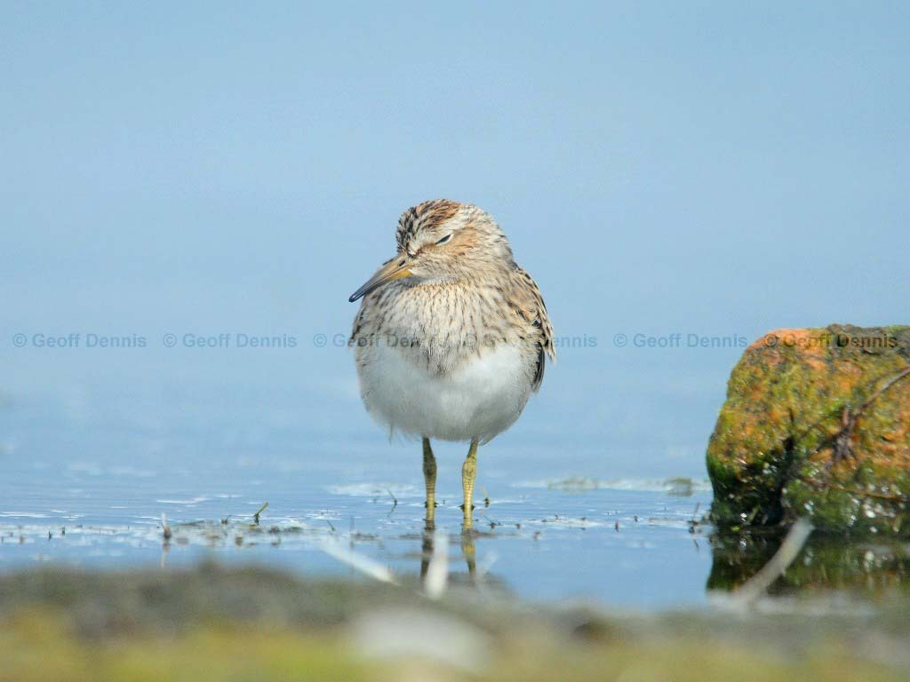 PESA-AM_Pectoral_Sandpiper