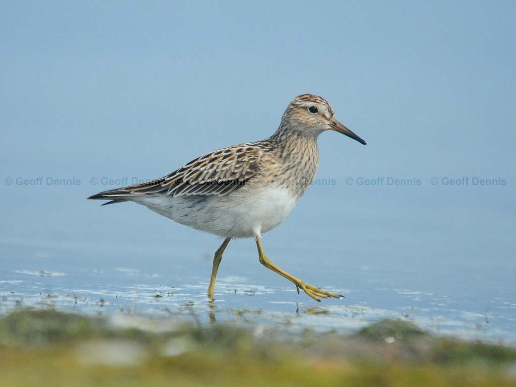 PESA-AN_Pectoral_Sandpiper