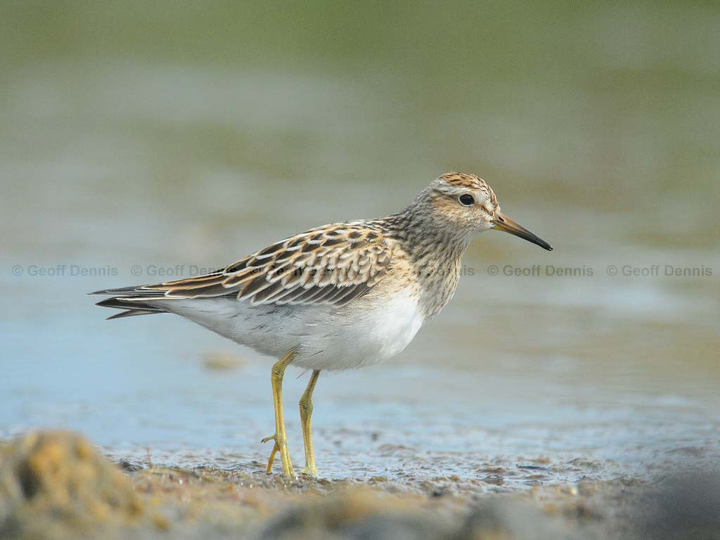 PESA-AO_Pectoral_Sandpiper