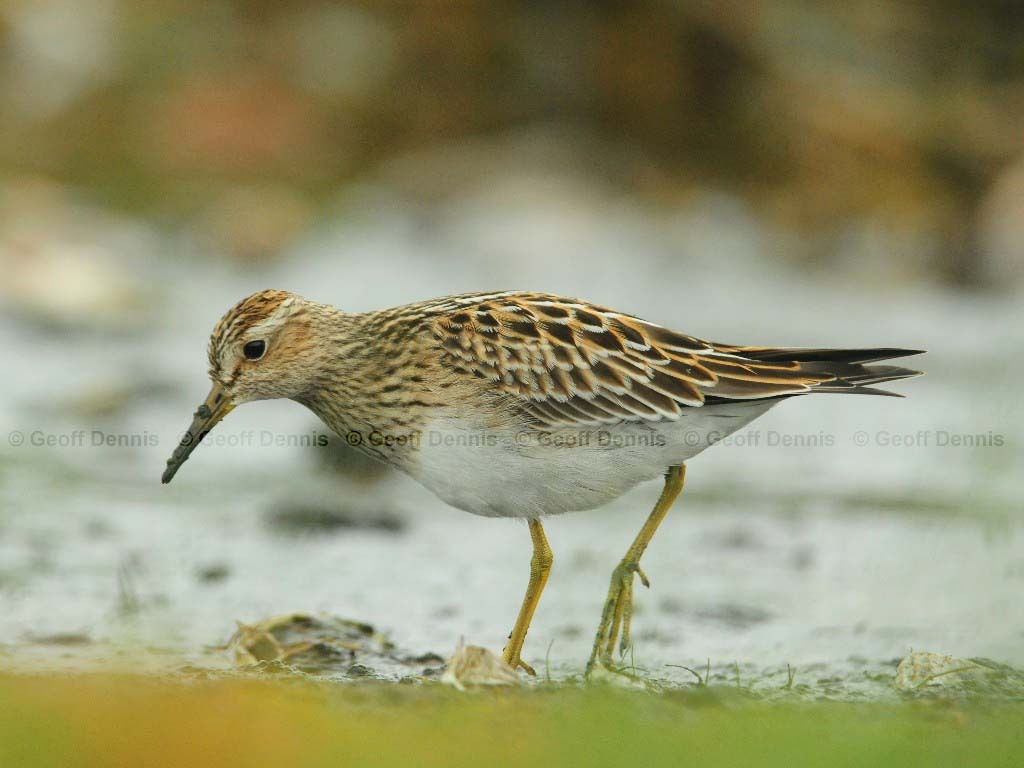 PESA-AP_Pectoral_Sandpiper