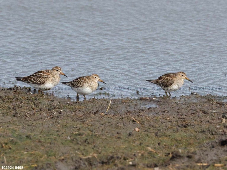 PESA-AQ_Pectoral-Sandpiper