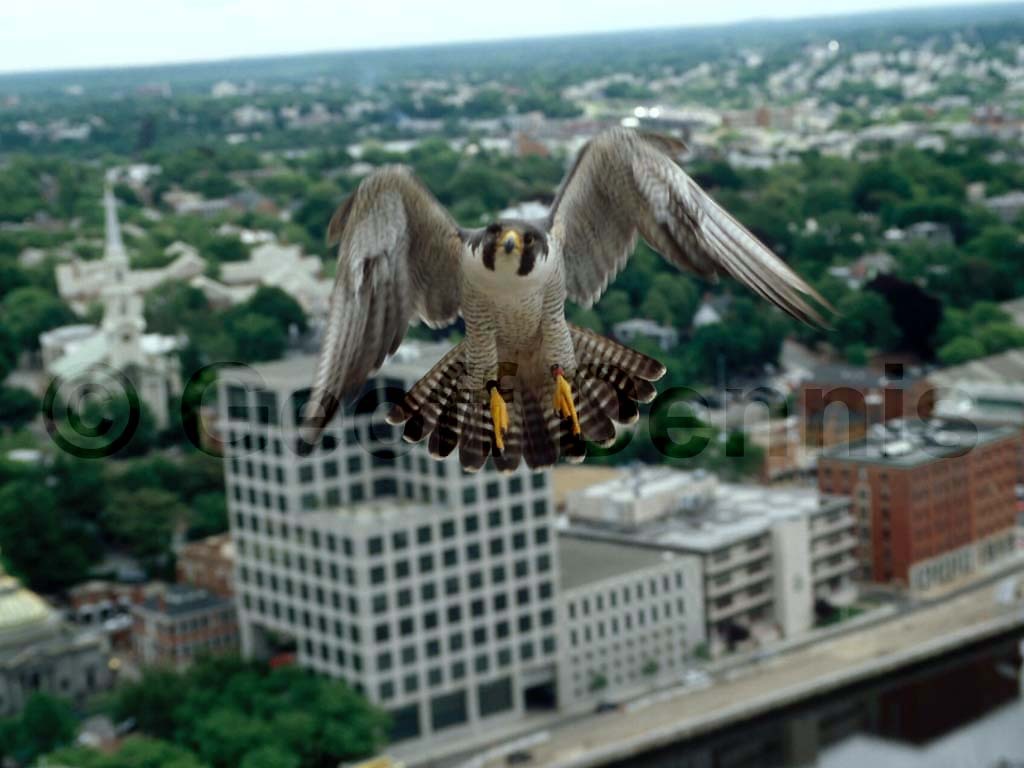 PEFA-AA_Peregrine-Falcon