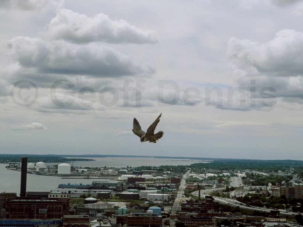 PEFA-AB_Peregrine-Falcon