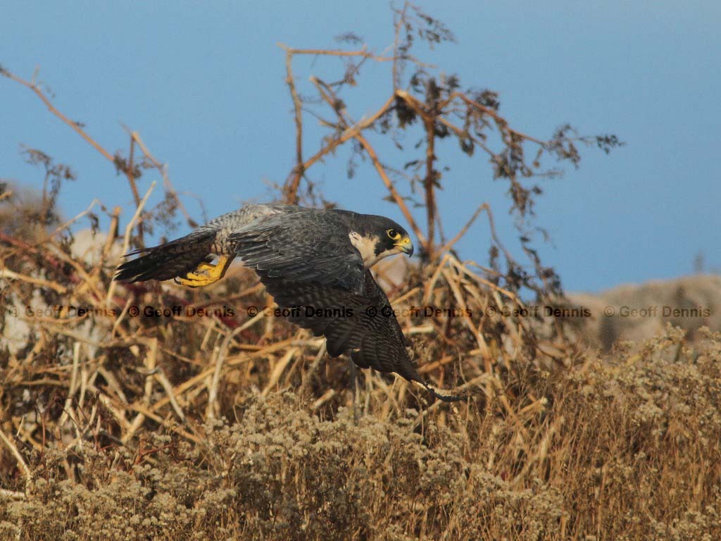 PEFA-AD_Peregrine-Falcon