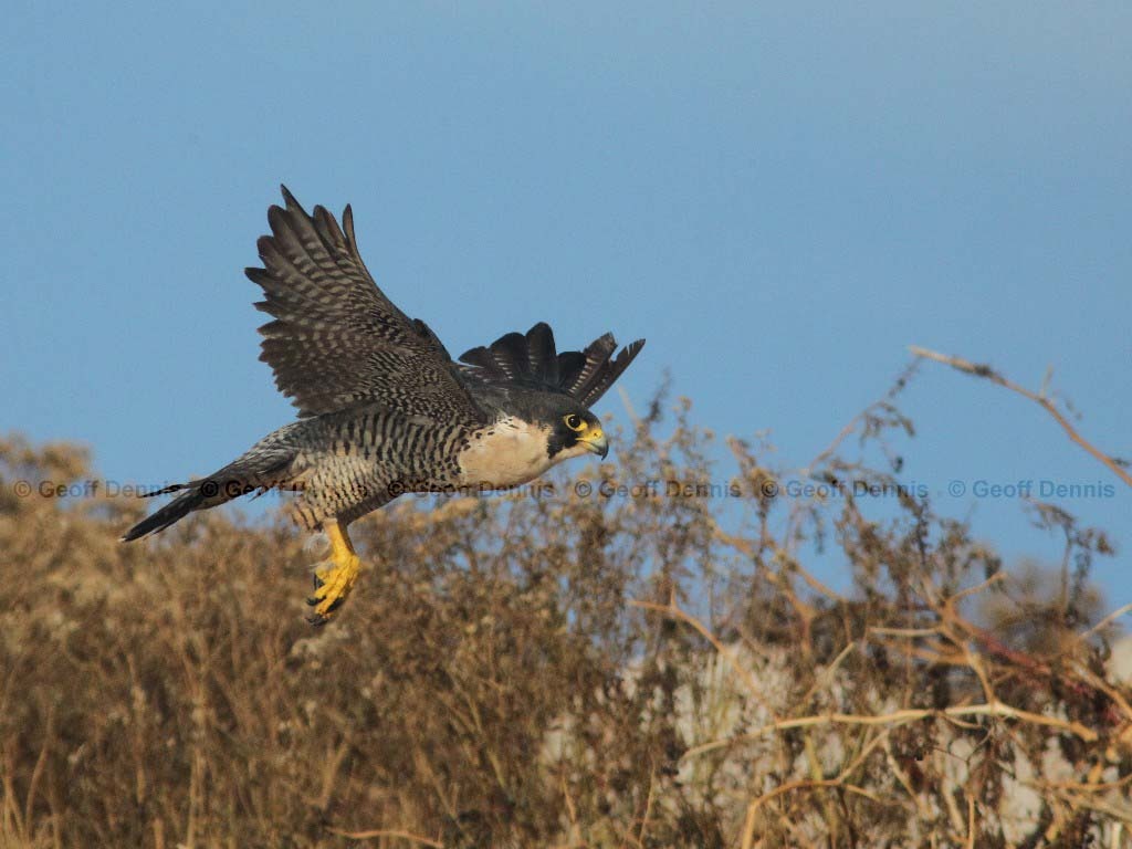 PEFA-AE_Peregrine-Falcon