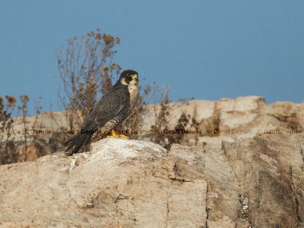PEFA-AF_Peregrine-Falcon