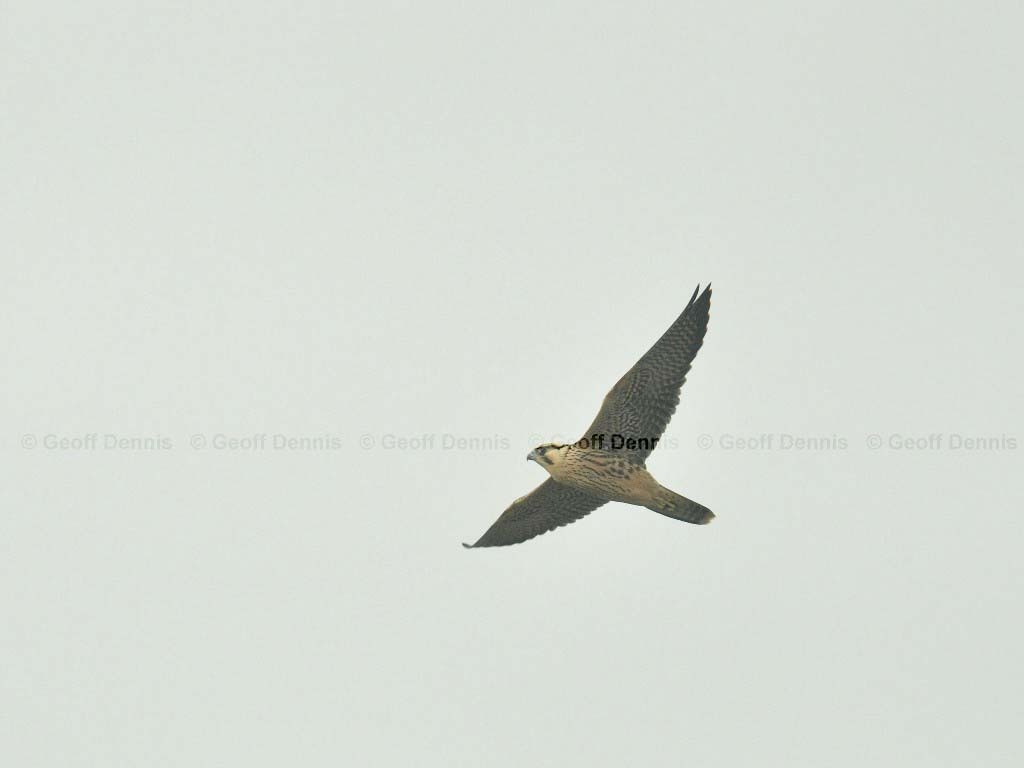 PEFA-AG_Peregrine-Falcon