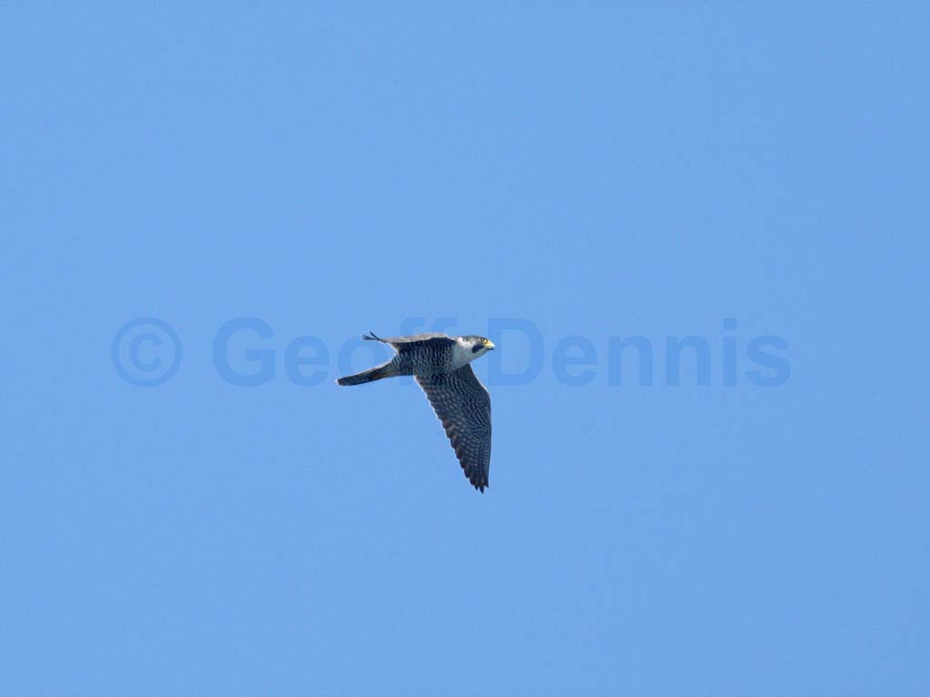 PEFA-AI_Peregrine-Falcon