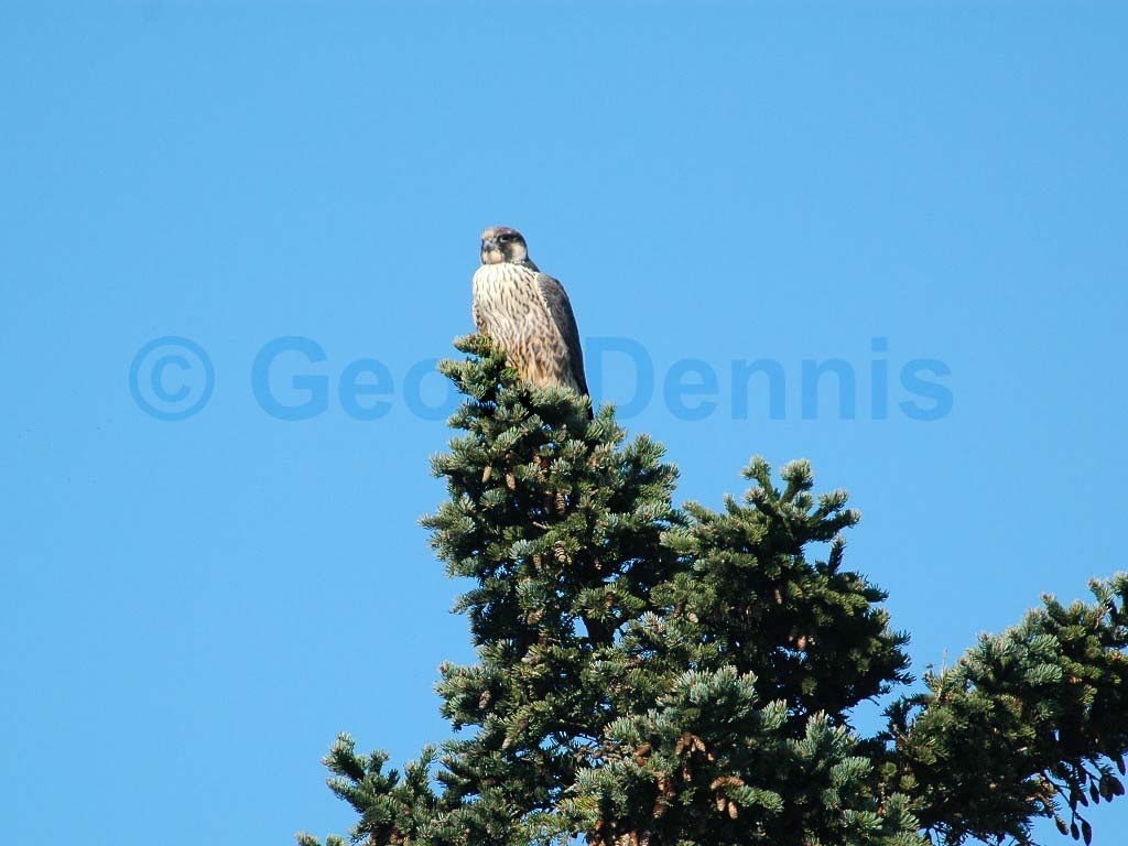 PEFA-AJ_Peregrine-Falcon