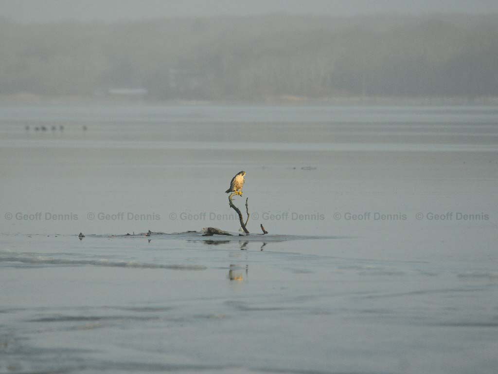 PEFA-AK_Peregrine-Falcon
