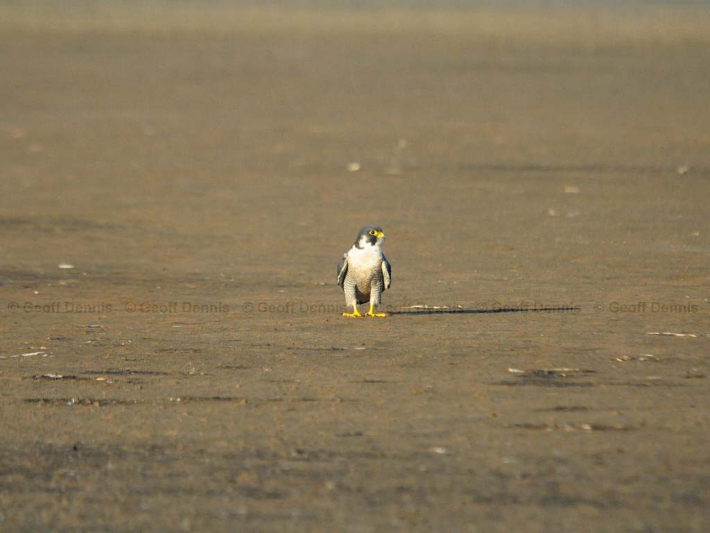 PEFA-AL_Peregrine-Falcon
