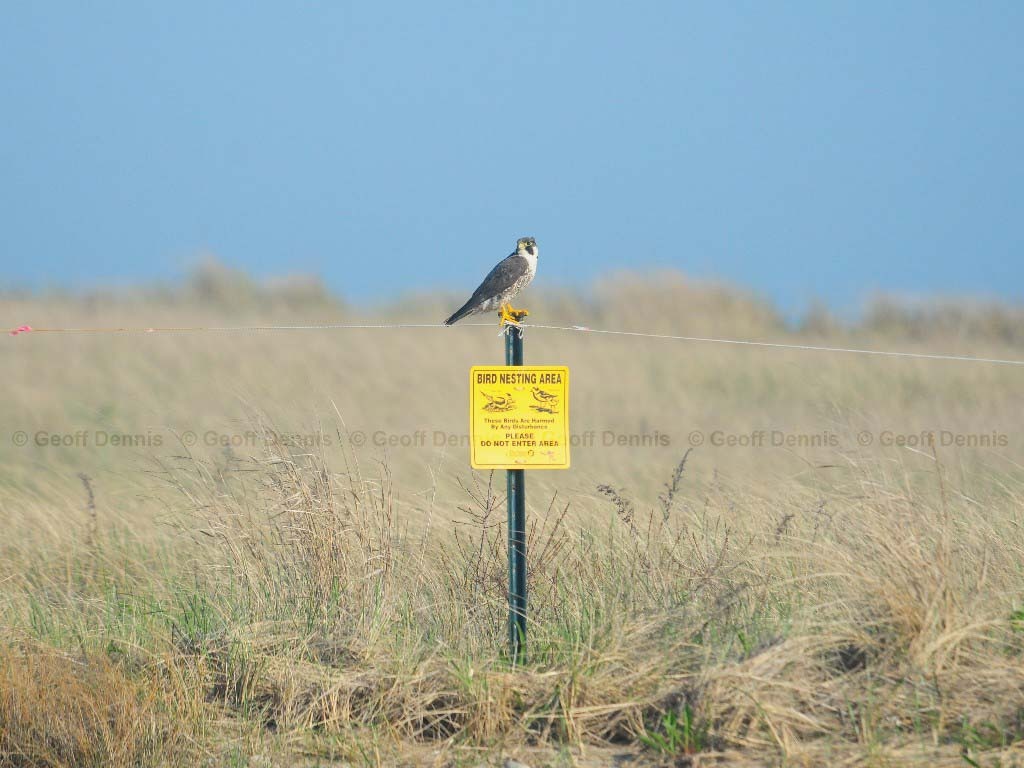 PEFA-AM_Peregrine-Falcon
