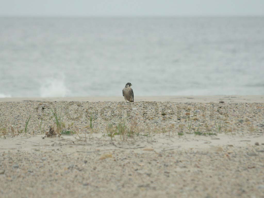 PEFA-AN_Peregrine-Falcon