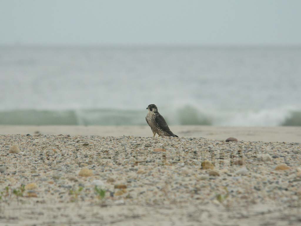 PEFA-AO_Peregrine-Falcon