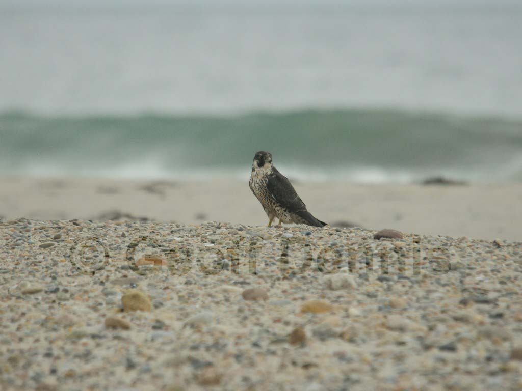 PEFA-AP_Peregrine-Falcon