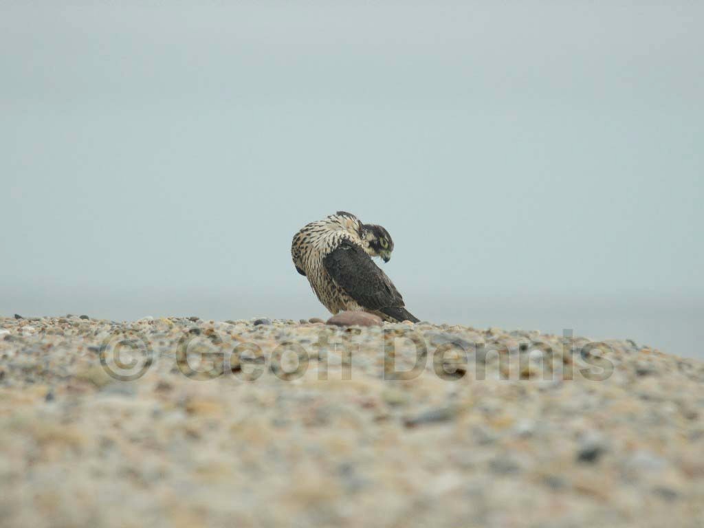 PEFA-AQ_Peregrine-Falcon