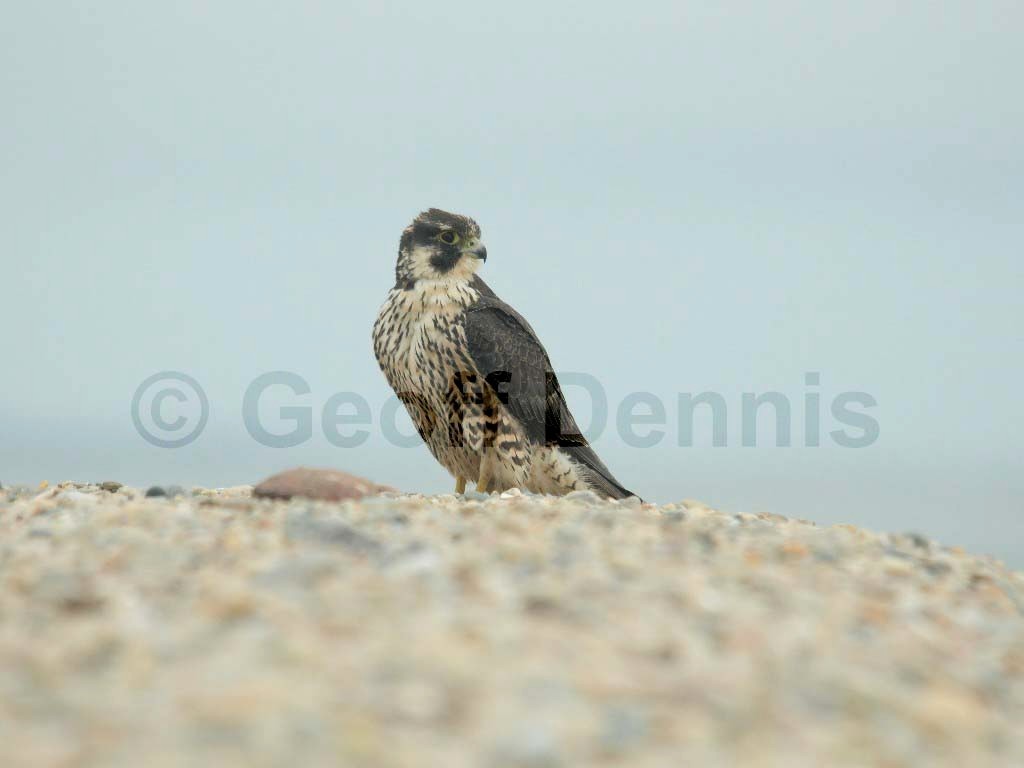 PEFA-AR_Peregrine-Falcon