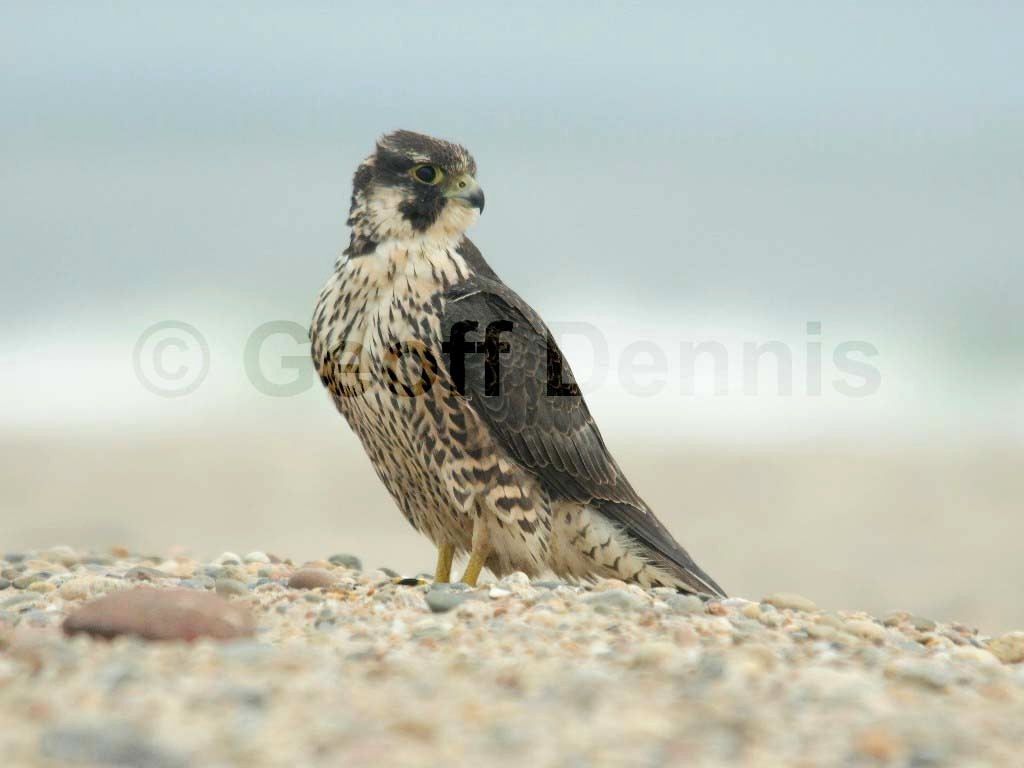 PEFA-AS_Peregrine-Falcon