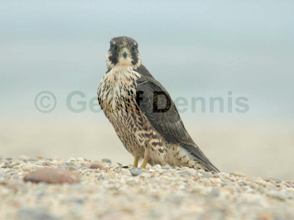 PEFA-AT_Peregrine-Falcon