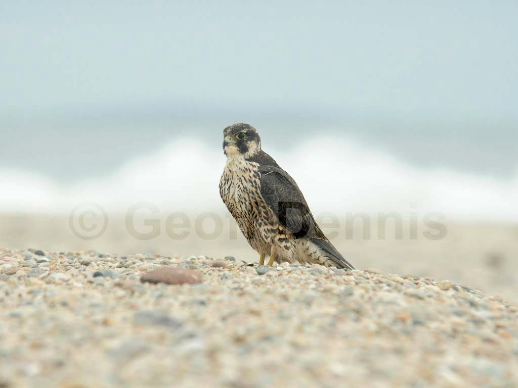 PEFA-AU_Peregrine-Falcon
