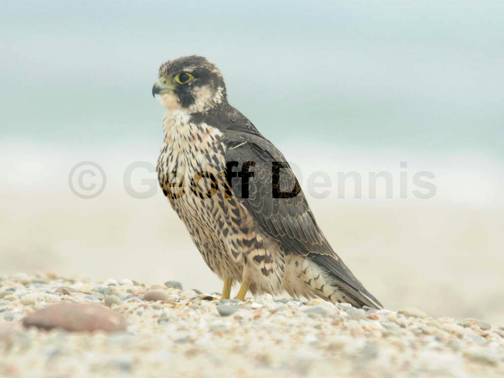 PEFA-AV_Peregrine-Falcon